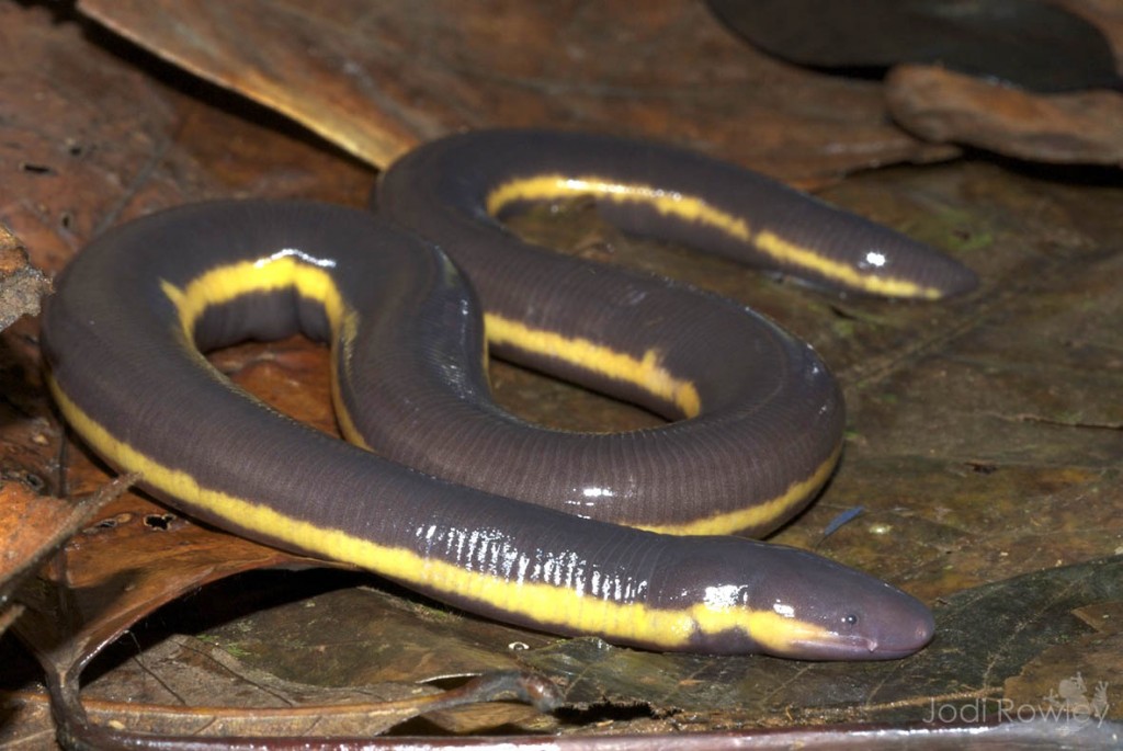 Ichthyophis sp. Jodi Rowley