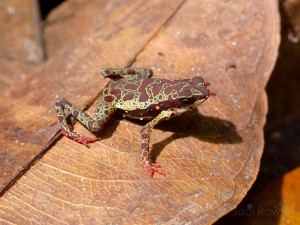 Not your average toad. Pebas Stubfoot Toad (Atelopus spumarius)