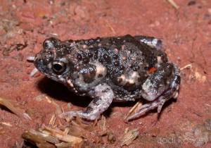 The Wrinkled Toadlet (Uperoleia rugosa). It's not a toad at all.