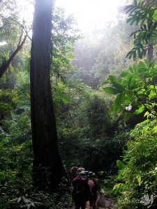 Amphibian training course in forest, Na Nheo, Van Ban, Lao Cai, Vietnam-11