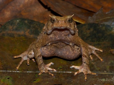 Mountain Toad. (Ophryophryne synoria) Not a true toad.