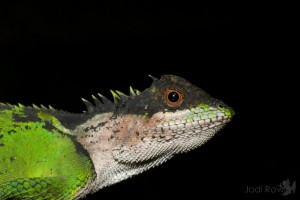 Acanthosaura, Vietnam