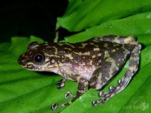 Amolops cremnobatus, Vietnam