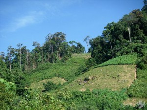 Habitat loss, Quang Nam, Vietnam