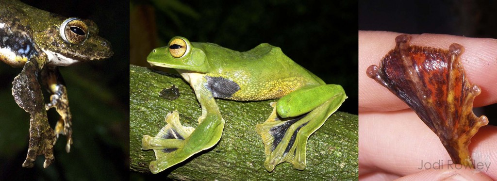 Flying frogs (L-R): Large arm flaps in the Spinybottom Flying Frog (Rhachophorus exechopygus); an extreme flier, Helen's Flying Frog (Rhacophorus helenae); and the fully webbed foot of the Annam Flying Frog (Rhacophorus annamensis). 