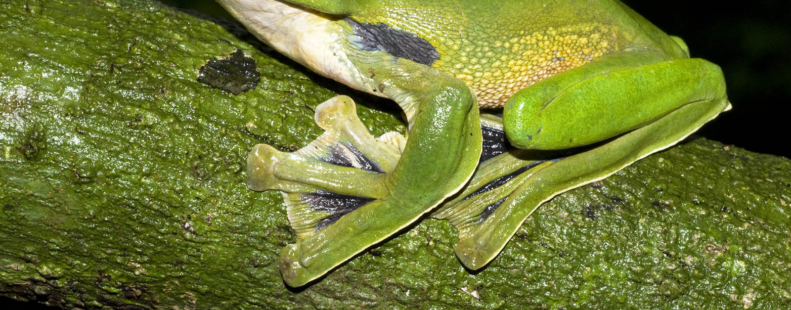 Aerodynamic amphibians