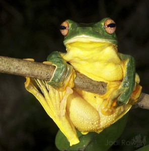 Female Rhacophorus kio