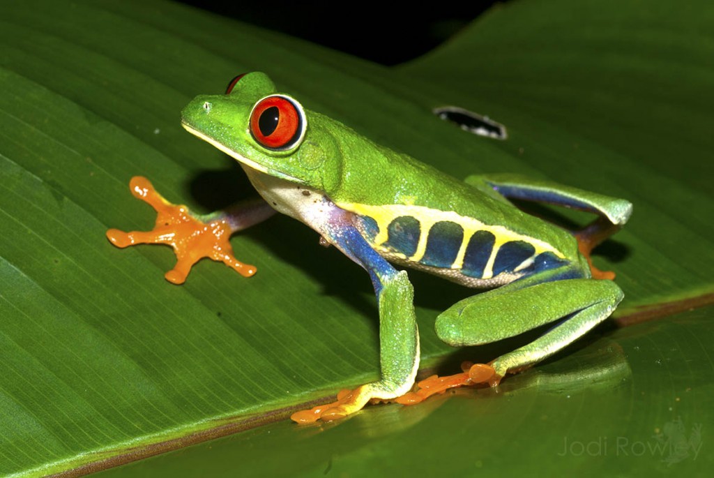 Agalychnis callidryas – Jodi Rowley