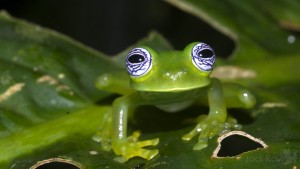 Centrolenella_ilex_Costa_Rica_JR