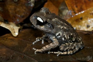 Leptobrachium leucops, Vietnam