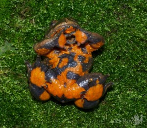 Bombina maxima, Vietnam