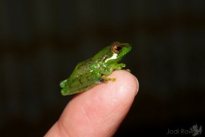 Gracixalus gracilipes on finger