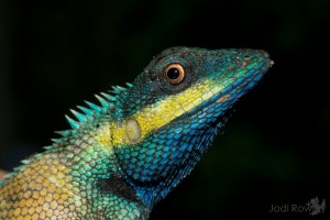 Calotes bachae, Vietnam
