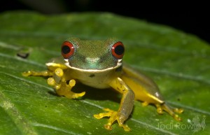 Duellmanohyla_rufioculis, Guayacán, Limón, Costa RicaJR