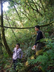 Duong & Vinh in Thorny Tree Frog (Gracixalus lumarius) habitat