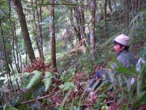 Thorny Tree Frog (Gracixalus lumarius) habitat