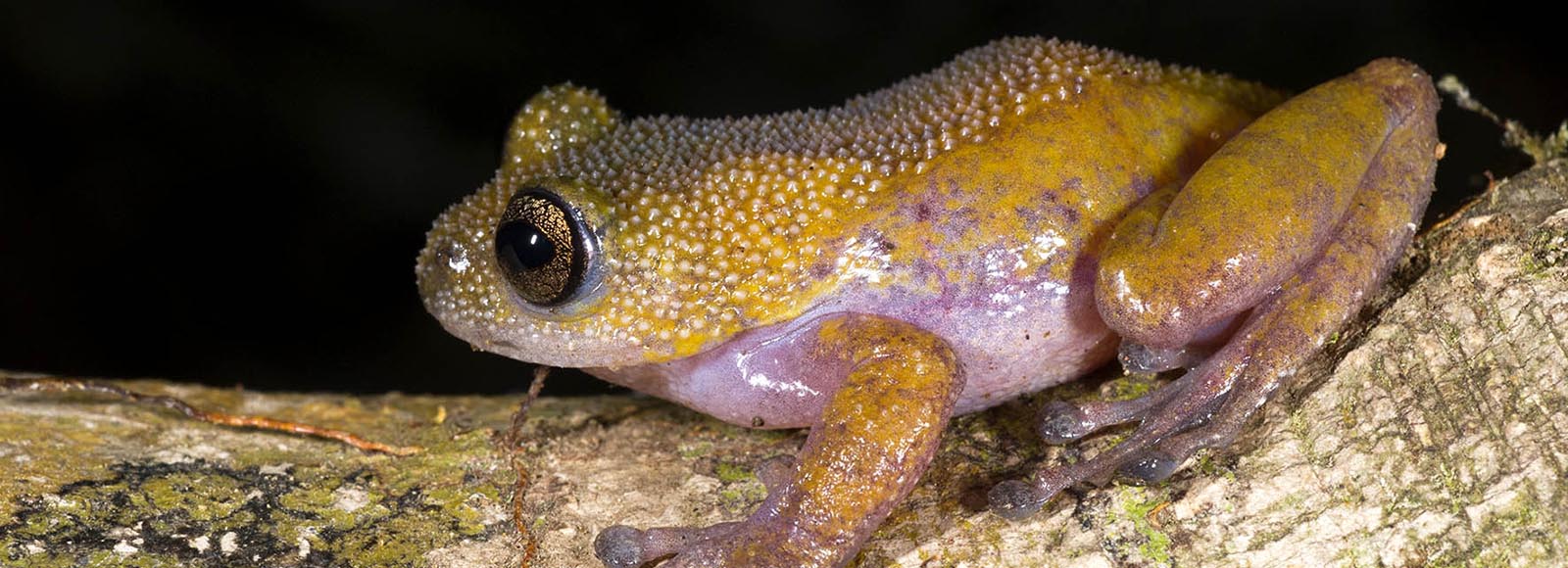 Meet the Thorny Tree Frog: a striking new frog species from Vietnam