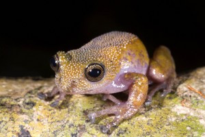 Thorny Tree Frog (Gracixalus lumarius) male