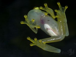 Hyalinobatrachium talamancae, Guayacán, Limón, Costa Rica-JR