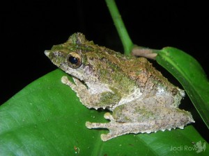 Kurixalus verrucosus, Vietnam