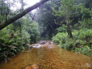 Stream, northern Vietnam