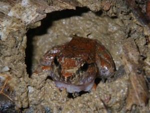 Limnonectes limborgi