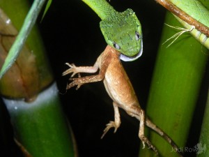 Boiga cyanea and Acanthosaura