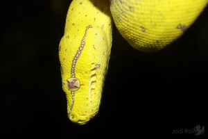 Morelia_viridis_juv_JR
