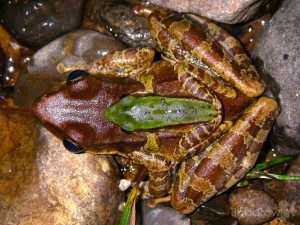 Odorrana_amplexus_BD_JR