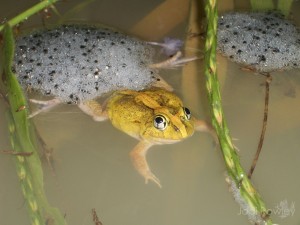 Platyplectrum_ornata_Herveys_Range_JR