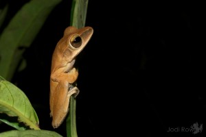 Polypedates sp., Pool 2, Areng River, Central Cardamoms, Cambodia_3 copy