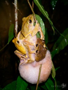 Polypedates sp., pool near O'Krack, Kratie Province, Cambodia_9 copy