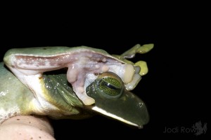 Rhacophorus_feae_Hands_NL