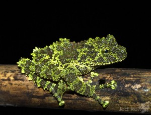 Theloderma_corticale_JR2