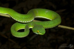 Trimeresurus albolabris, Pool 1-2, Areng River, Central Cardamoms, Cambodia_9 copy