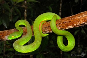 Trimeresurus albolabris, Virachey NP, Ratanikiri, Cambodia-13 copy