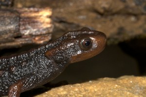 Tylototriton_verrucosus_JR