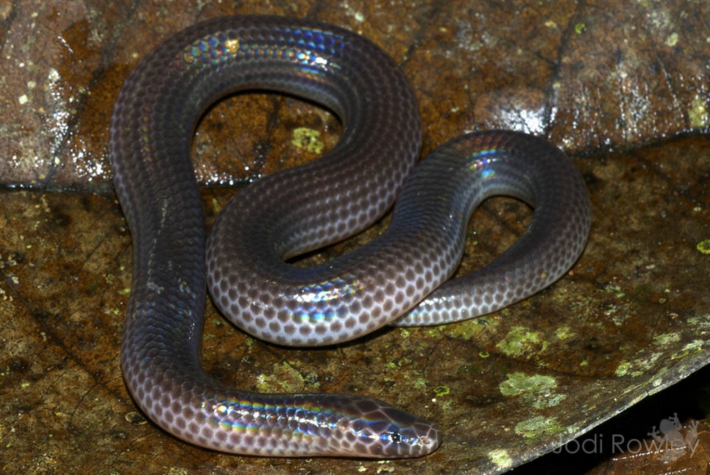 Xenopeltis_unicolor_JR