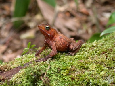 The Amazonian Rhinella proboscidea. A true toad.