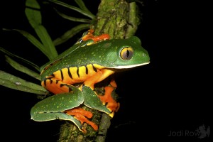 Cruziohyla calcarifer