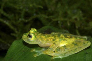 Hyalinobatrachium valerioi