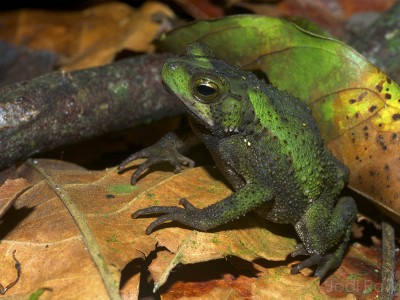 Evergreen Toad (Incilius coniferus). A true toad.