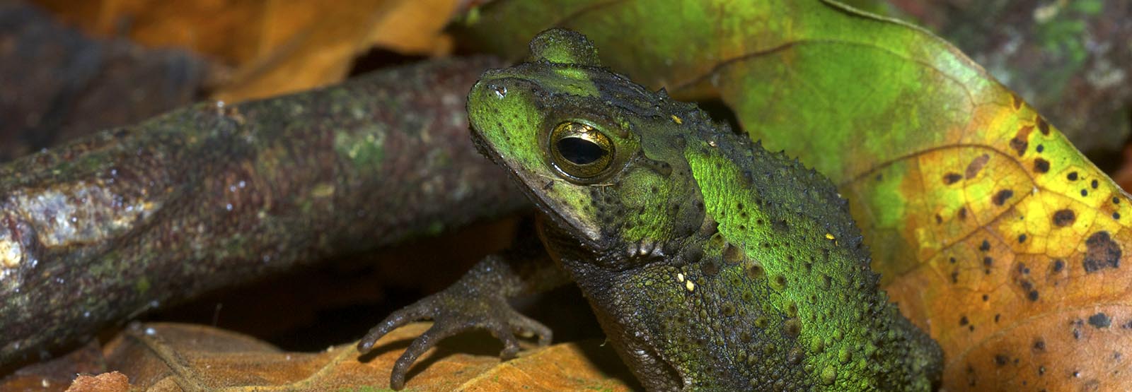 What’s the difference between a frog and a toad?