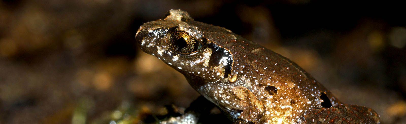 Identifying tricky frogs