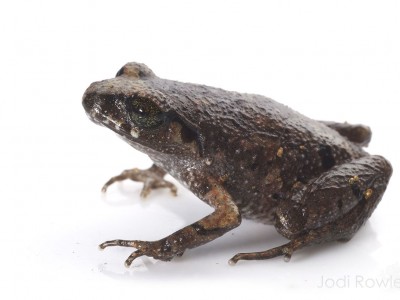 Appleby's Asian Leaf-litter Toad (Leptolalax applebyi)