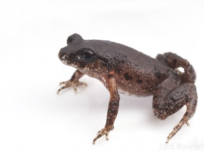 Bidoup Asian Leaf-litter Frog (Leptolalax bidoupensis)