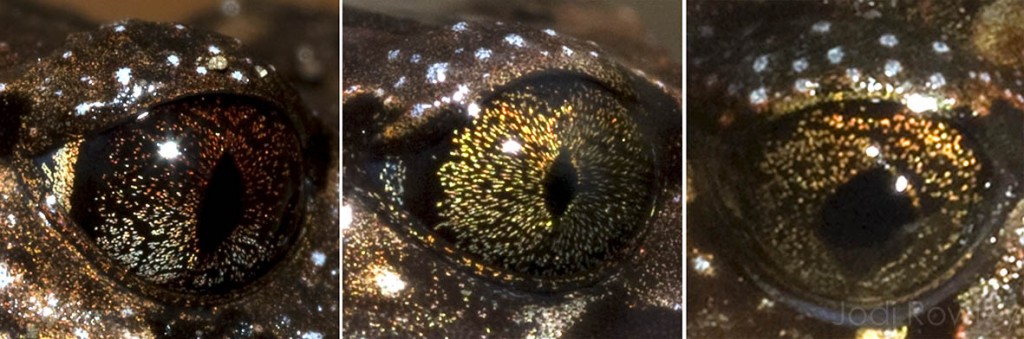 The colour and patterns of a frog eye can help reveal what species it is