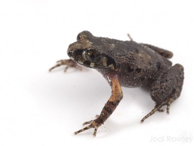 The Musical Asian Leaf-litter Toad (Leptolalax melicus).