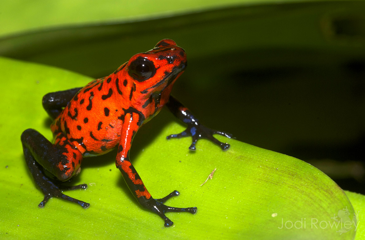 Oophaga pumilio, Costa Rica – Jodi Rowley