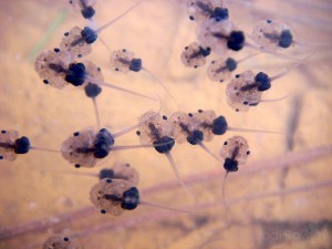 Microhyla tadpoles